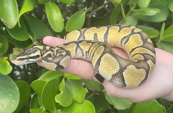 Best Reptiles to Enjoy as Pets
