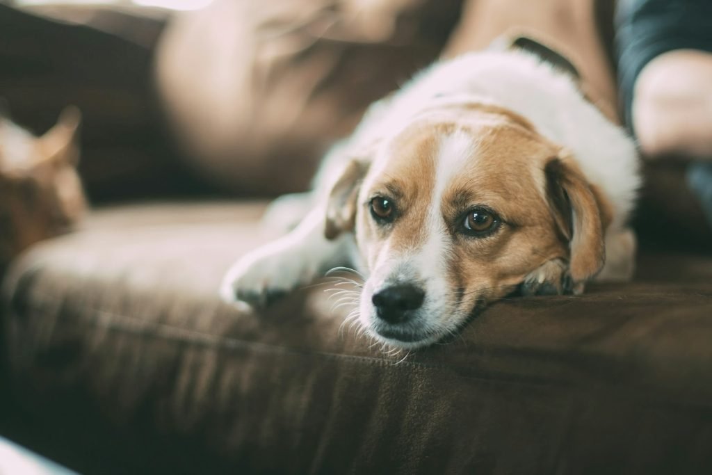Cordless and Pet Vacuums: Keeping Your Home Clean and Fur-Free