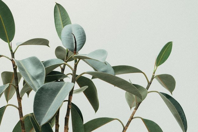 What Is Green Maeng Da Kratom?